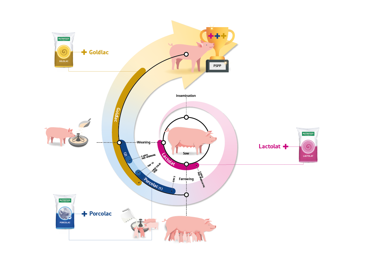 PSPP infographic