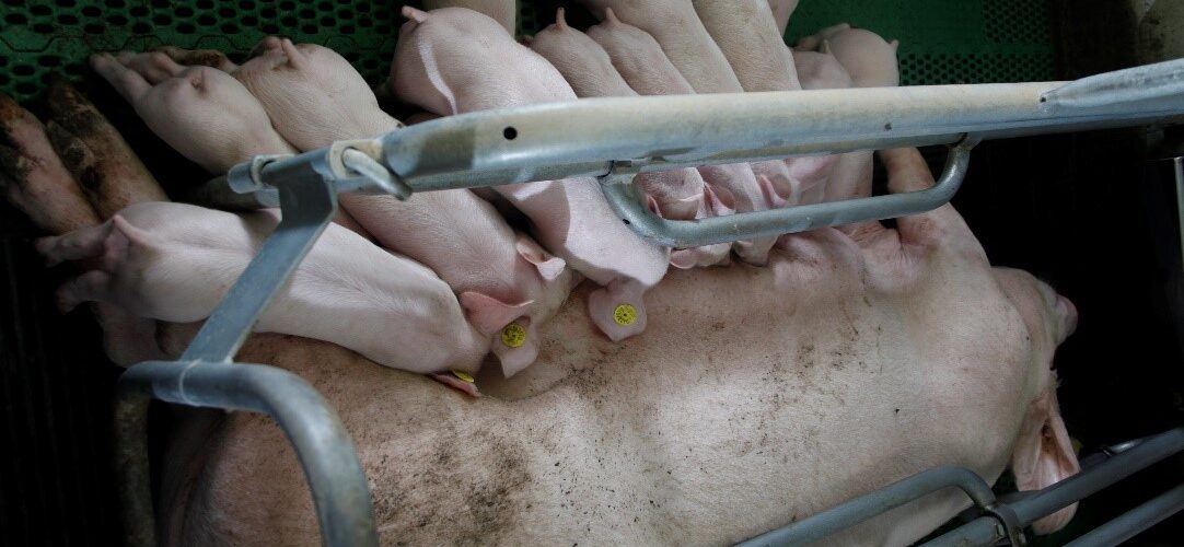 piglets and sow