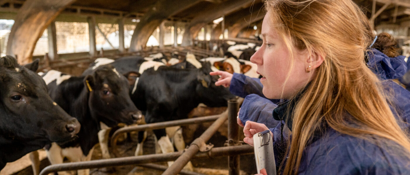 Agrifirm Young RUminant Expert looking in the stable to see how the cows and calves are doing