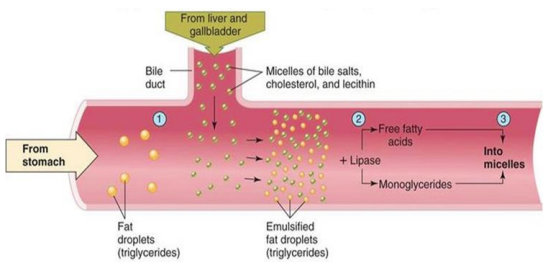 Mechanism of fat digestion in the small intestine