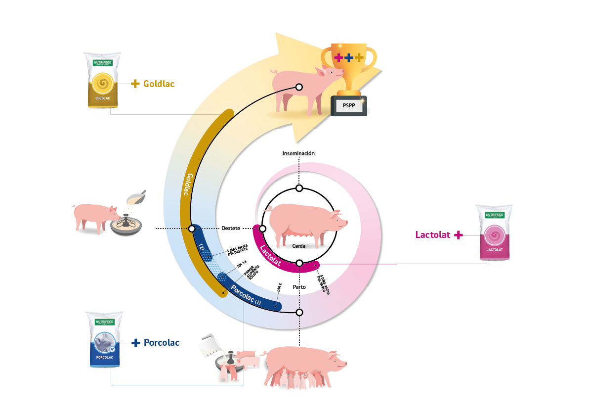 PSPP infographic