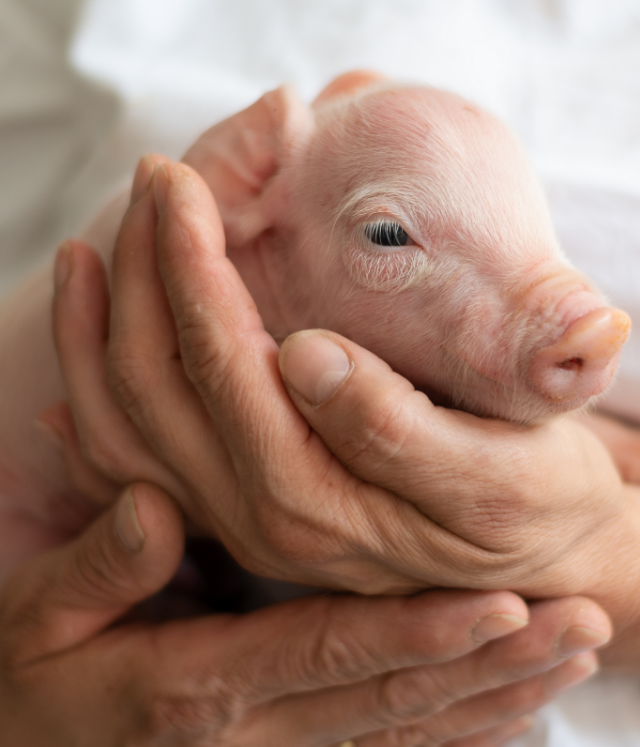 big in handen van een dierenarts
