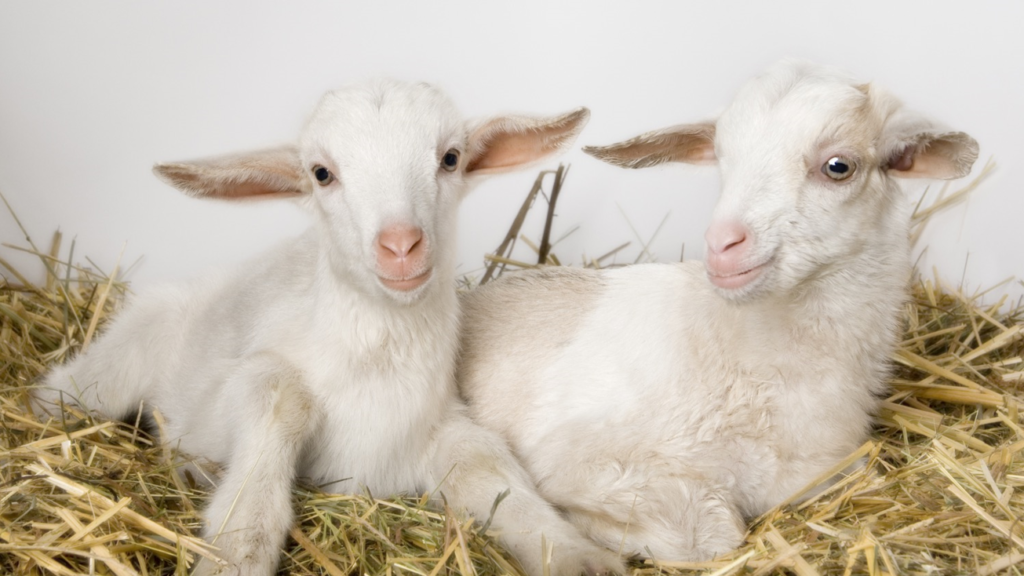 Two goat kids in straw
