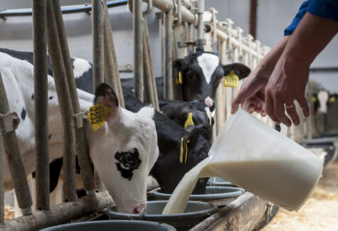 Providing calf with milk