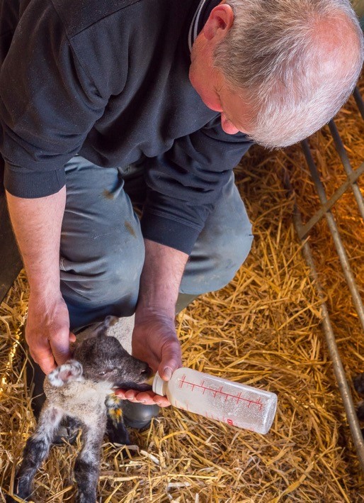 Feeding lamb with colostrum