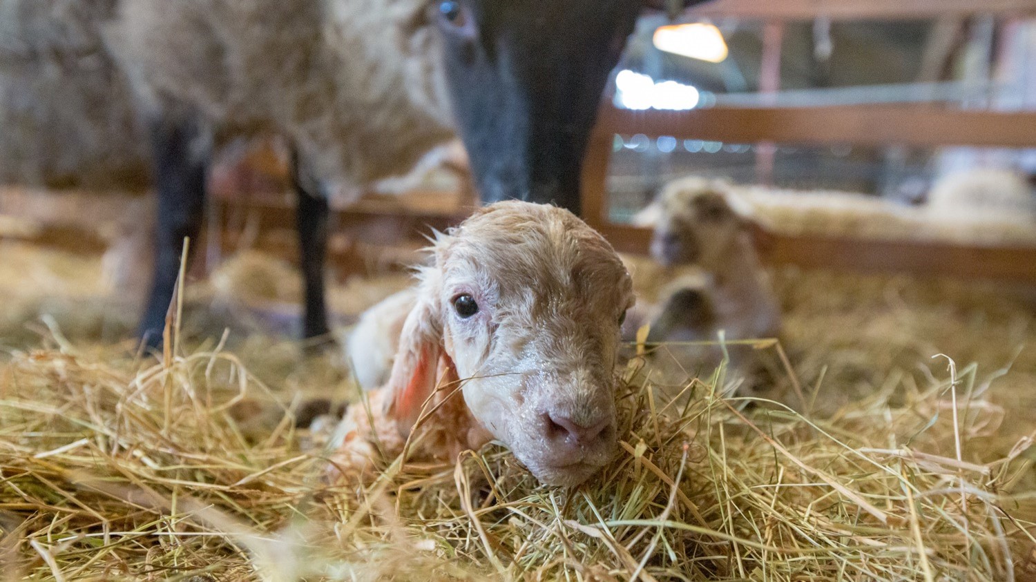 Newborn lamb in straw
